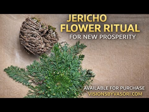 Jericho Flower For Money • Good Luck • Love • Protection